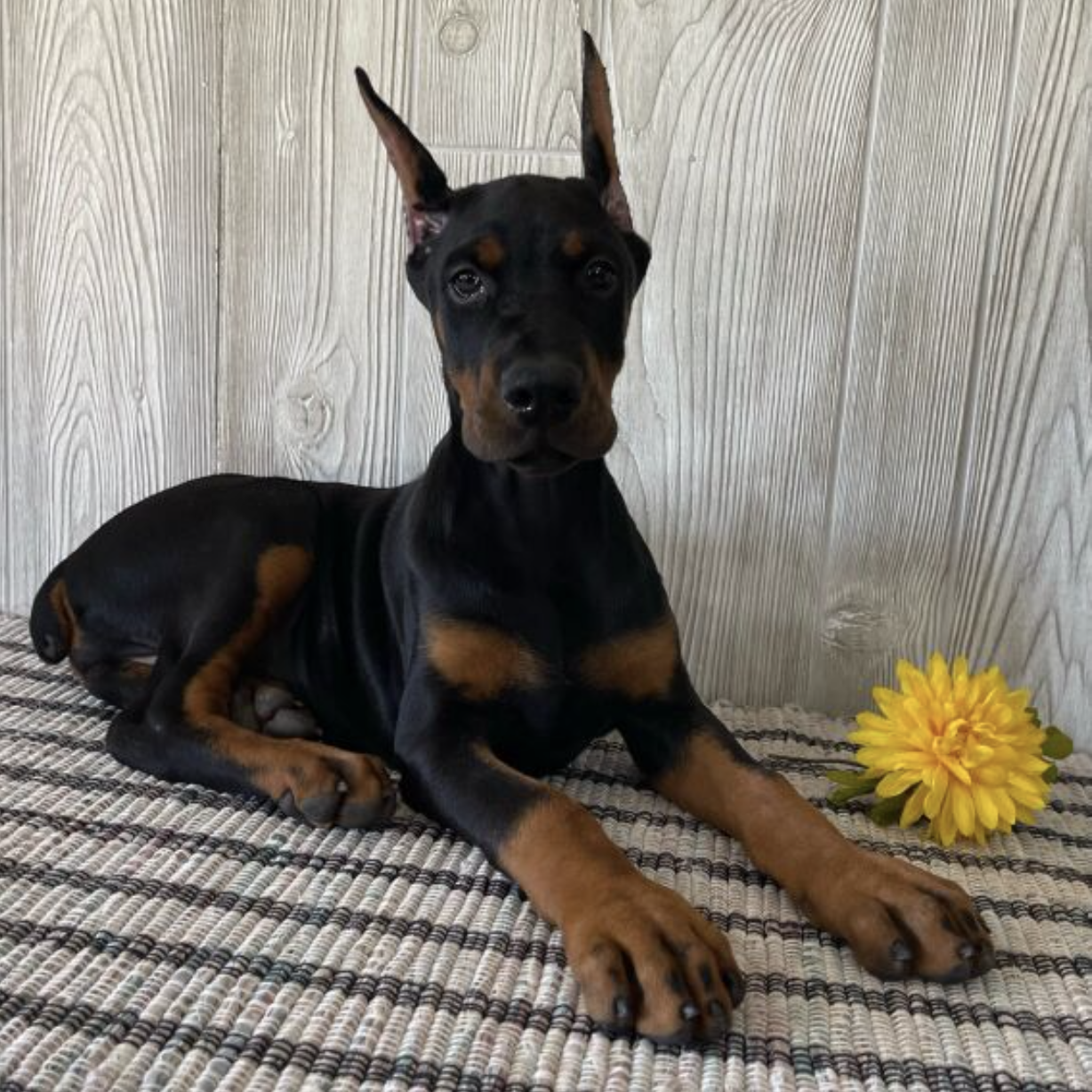 comprar cachorros sanos, baratos y asequibles para la venta